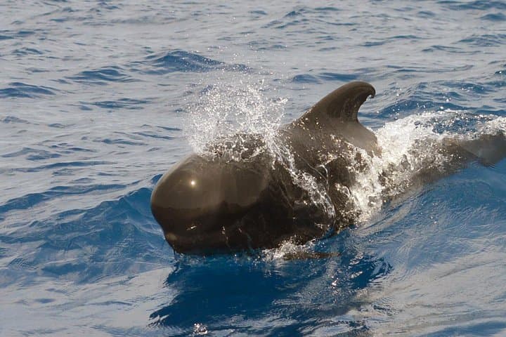 Pilot whales are powerful swimmers and deep ocean hunters.