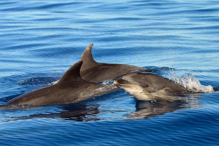 Bottlenose dolphins are a resident species in Tenerife.