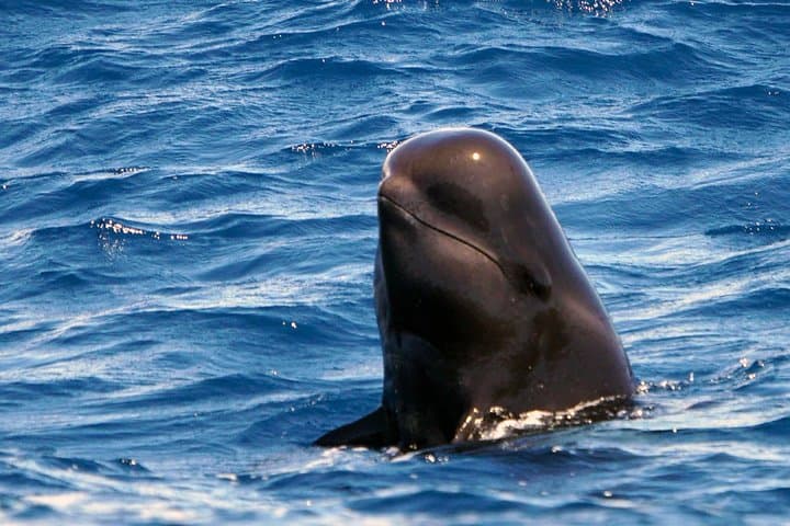 Tenerife hosts a resident Pilot whale population all year.