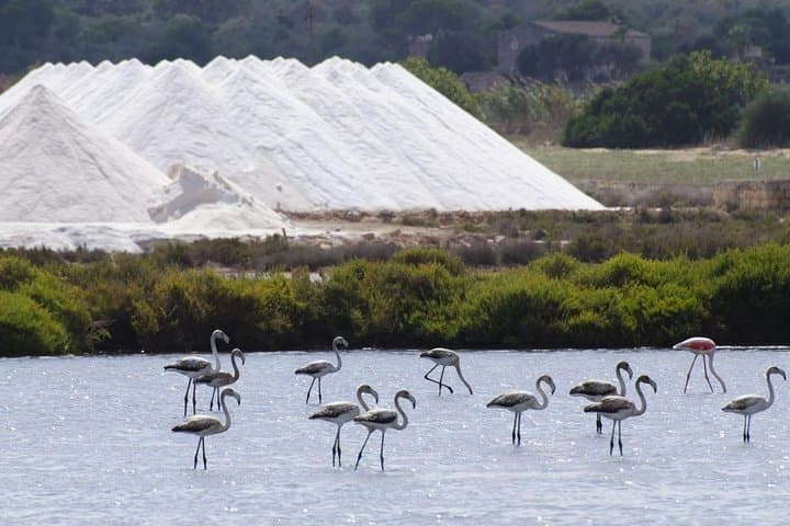 Ibiza Island Tour: Punta Arabi Local Market