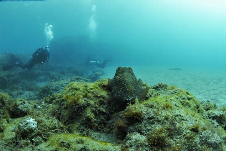 Gran Canaria 3 days / 6 dives in Various Locations