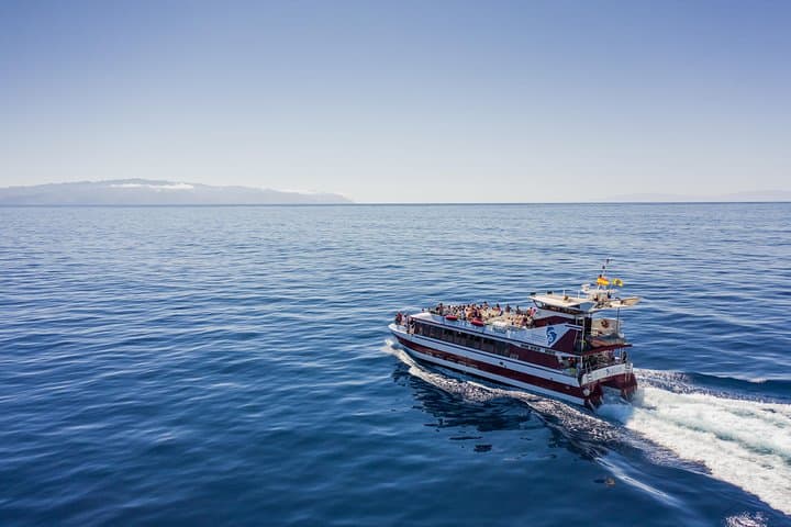Dolphin & Whale Watching Mini Cruise with Underwater Viewing