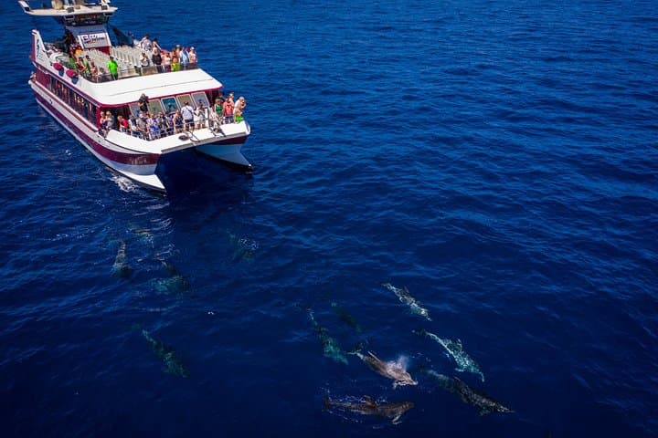 Dolphins