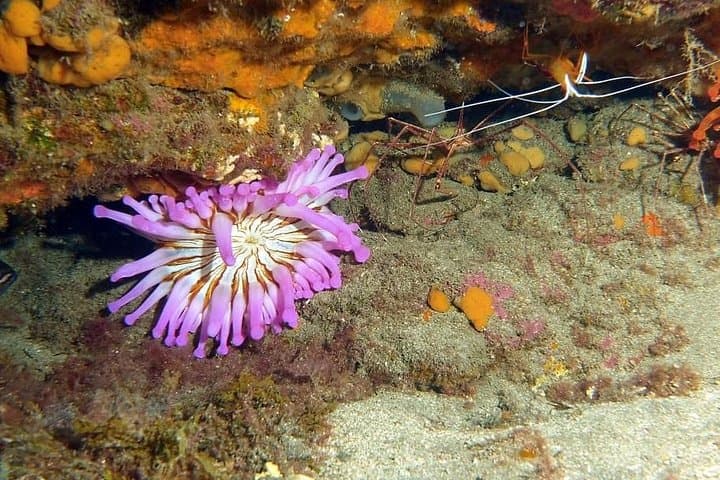 Gran Canaria 3 days / 6 dives in Various Locations