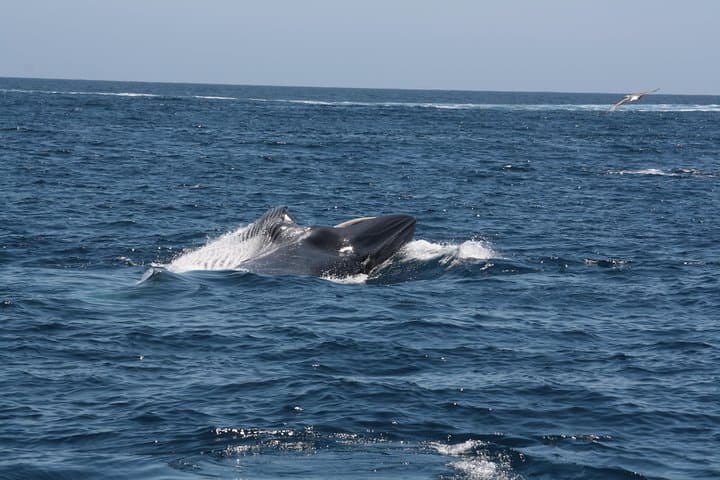 Up to 20 different cetacean species