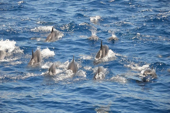 Enjoy watching the Dolphins