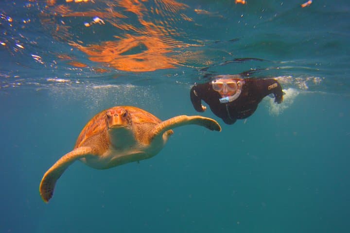 snork tort 3
