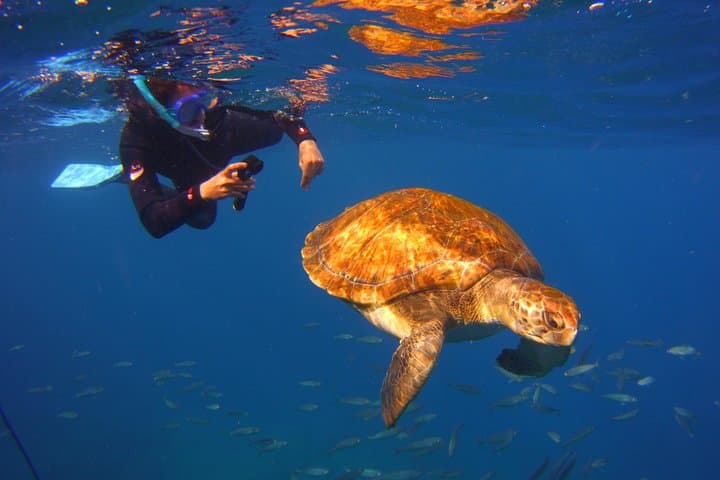 snork tort 4
