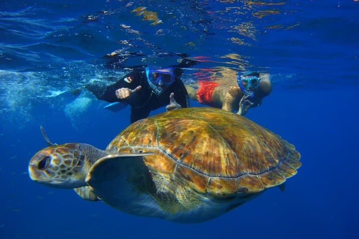 snork tort 5