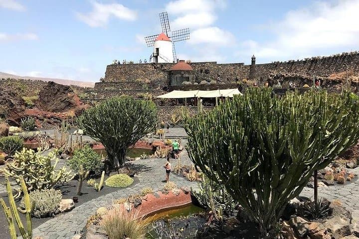 Cactus garden