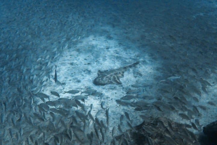 PADI Scuba Diver Course in Puerto de Mogan