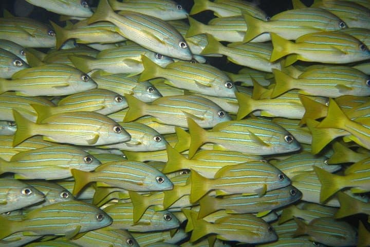 Shoal of fish