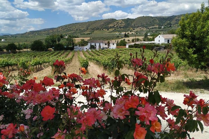 Do you want to have lunch in a family winery?