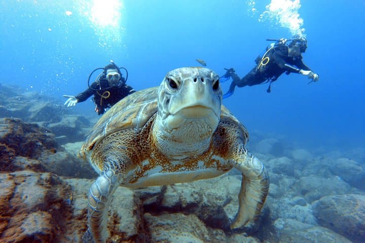 PADI Open Water Course in Costa Adeje
