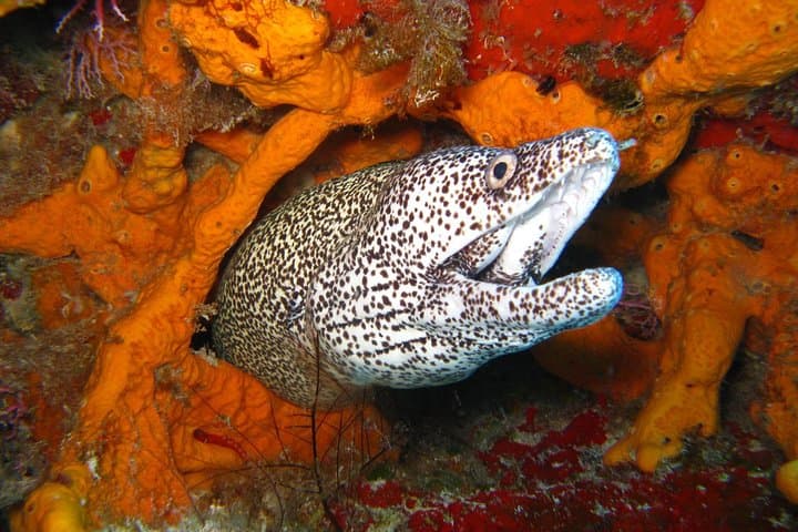 PADI Open Water Course in Costa Adeje
