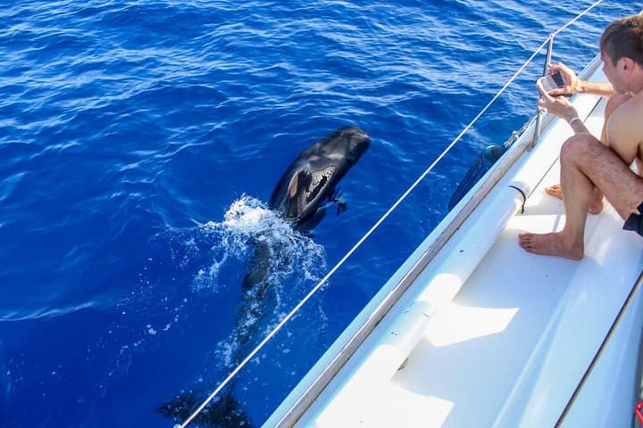 3 Hours All Inclusive Whale and Dolphin Whatching Yacht Trip