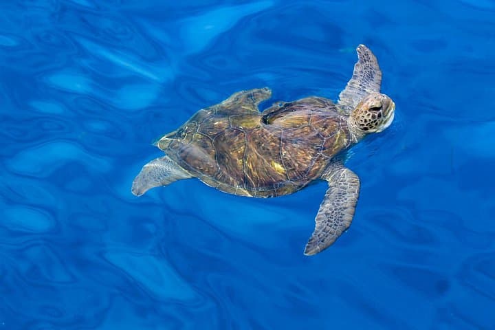 3 Hours All Inclusive Whale and Dolphin Whatching Yacht Trip