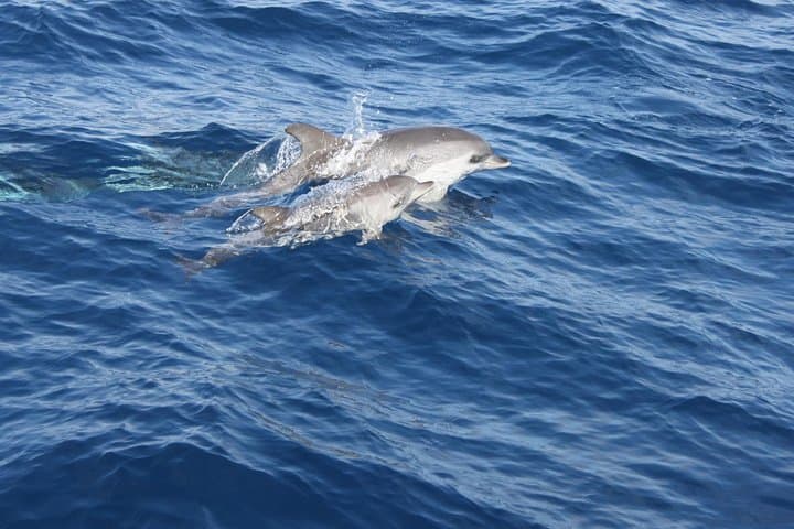 Dolphin Sightings