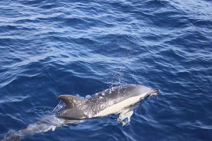 Dolphin Sightings