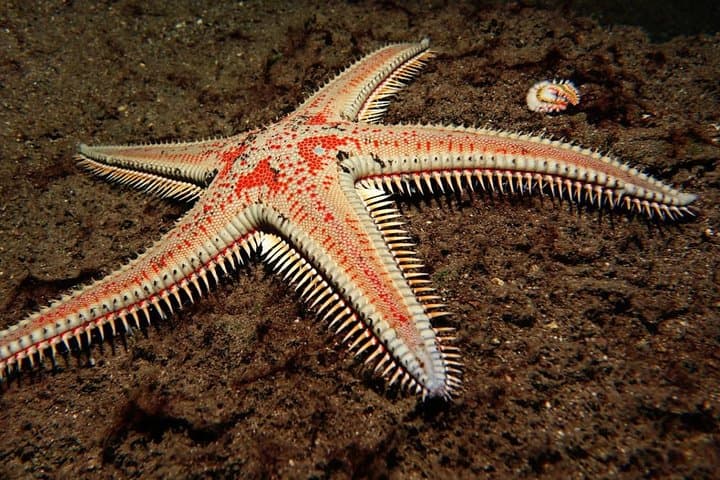 Scuba Night Dive on Tenerife