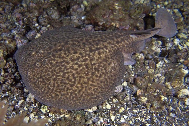 Scuba Night Dive on Tenerife