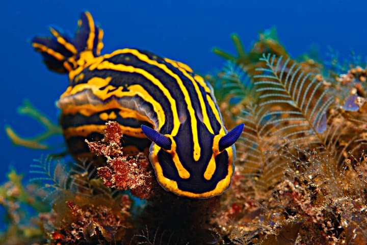 nudibranch macrolife in Tenerife
