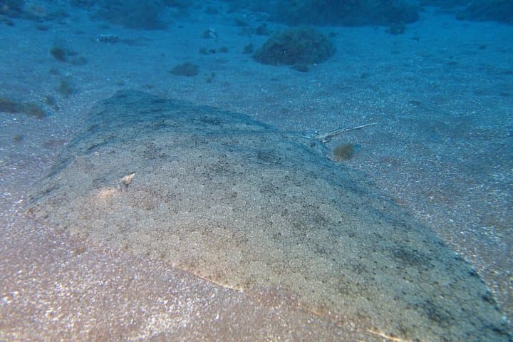 big ray on the sand Radazul, Tenerife