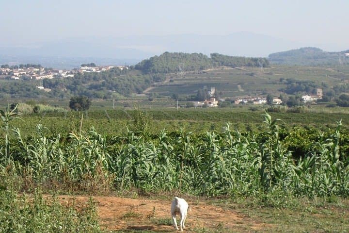 Private Tour a Montserrat + Bodegas Penedés
