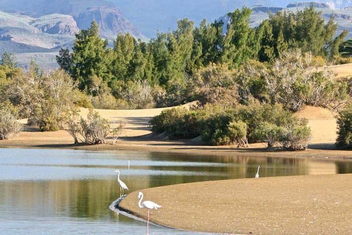 Maspalomas Oasis /Charca