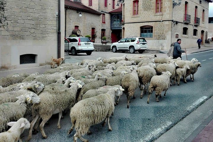 Private Basque Cheese & Txakoli Wine Tour from San Sebastian