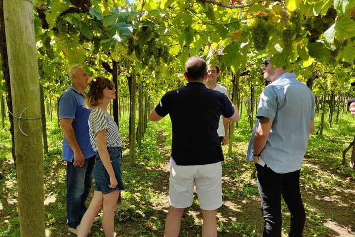 Private Basque Cheese & Txakoli Wine Tour from San Sebastian