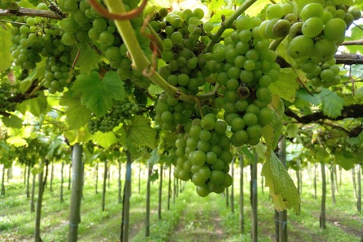 Private Basque Cheese & Txakoli Wine Tour from San Sebastian