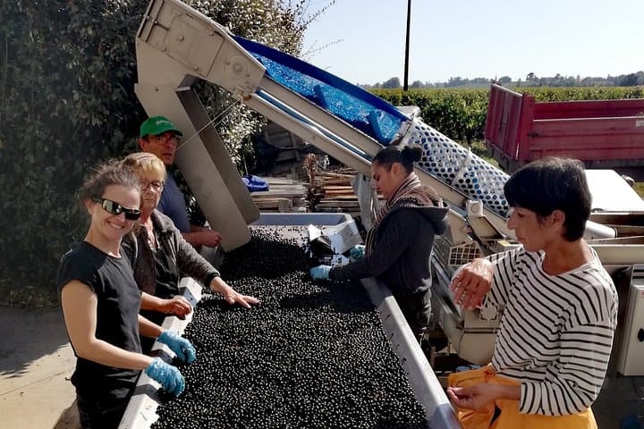 Bordeaux Uncorked: Private Premium Wine Tour from San Sebastian