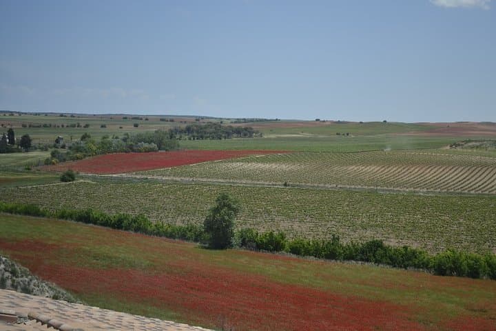 Madrid Wineries Private Tour with Hotel Pickup and Lunch