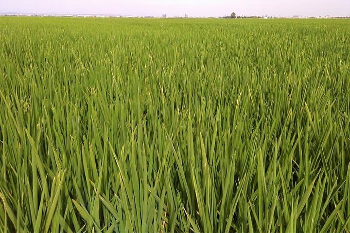 Rice Fields