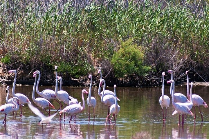 Pink Flamingos at Albufera Park