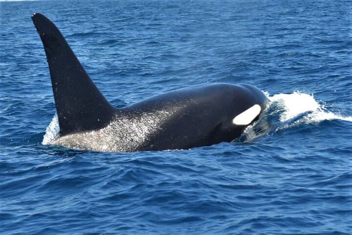 Orcas passing by Tenerife