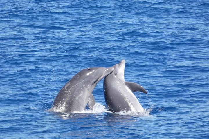 Bottle Nose Dolphins doing their thing