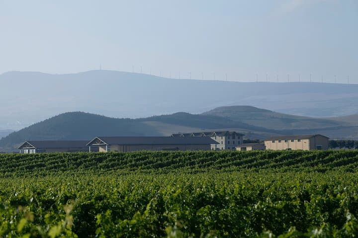 Bodega Otazu Vineyard