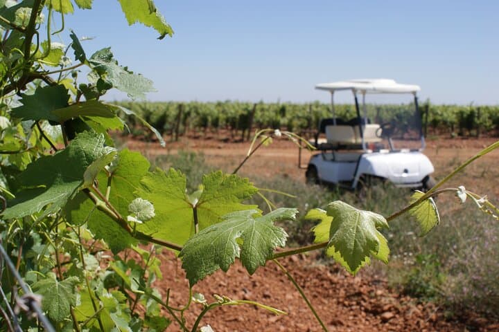Wine tourism : wine tasting