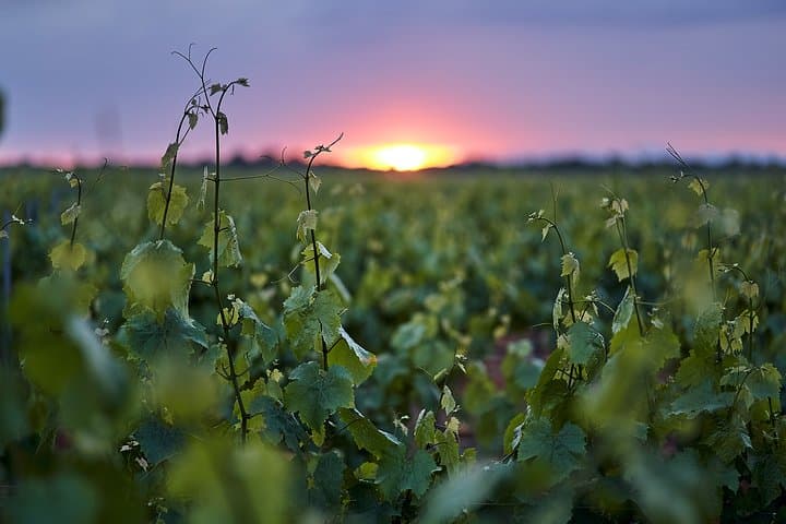 Wine tourism : wine tasting