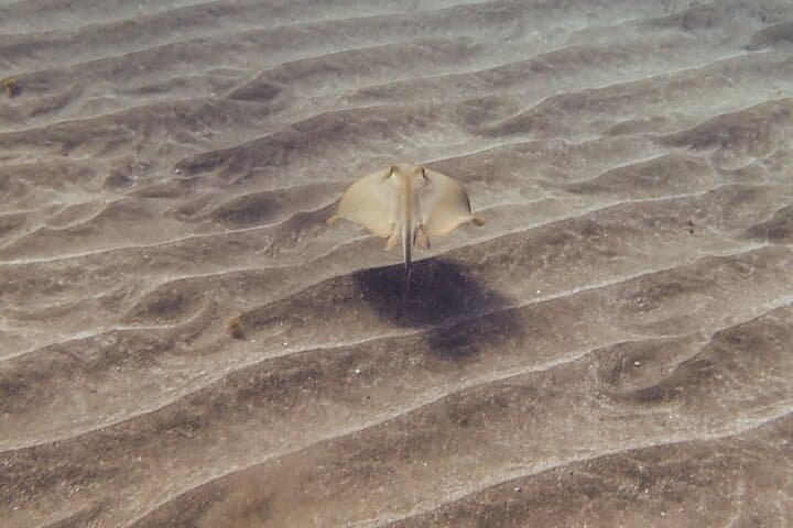 SSI Open Water, South Tenerife