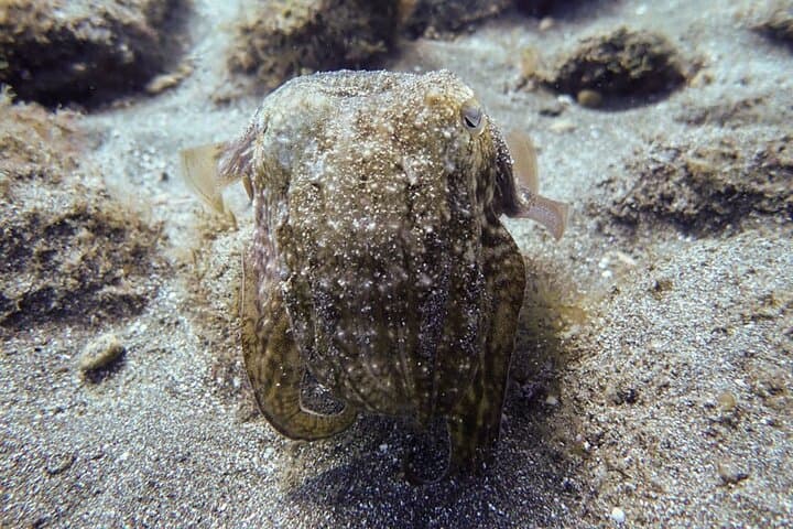 SSI Open Water, South Tenerife