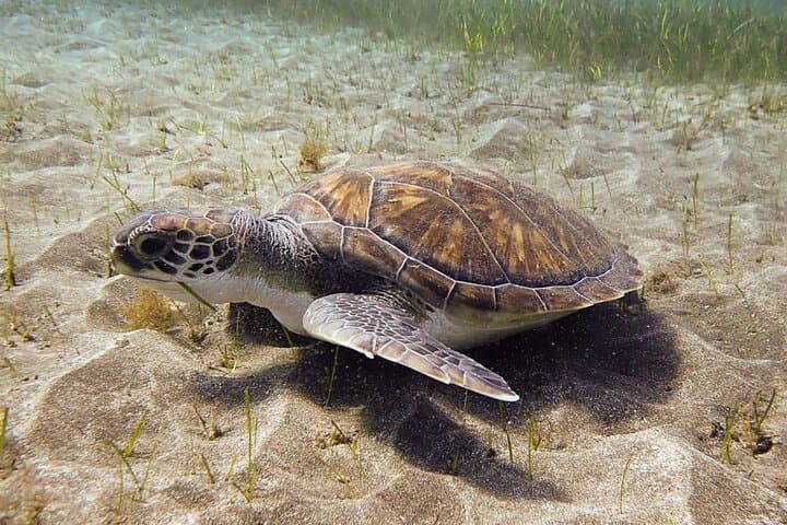 SSI Open Water, South Tenerife