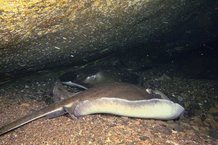 Scuba Night Dive on Tenerife
