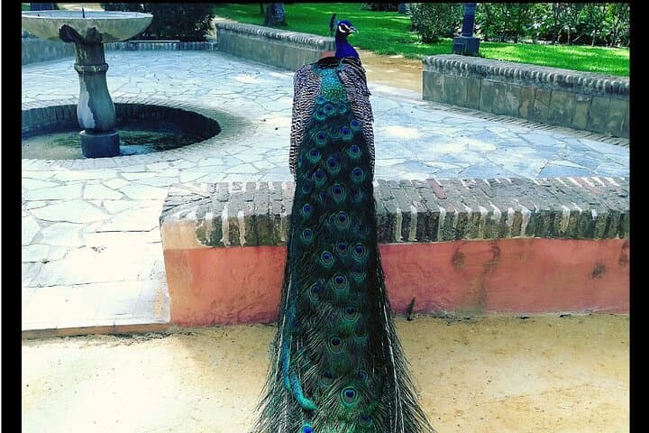 Alcazar and Cathedral of Seville Private Tour