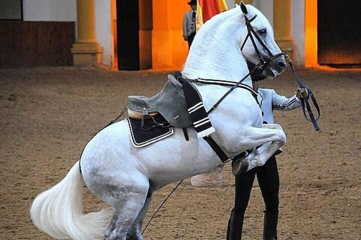 Andalusian equestrian performance