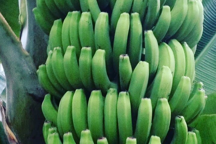 Bananas!!!!!!