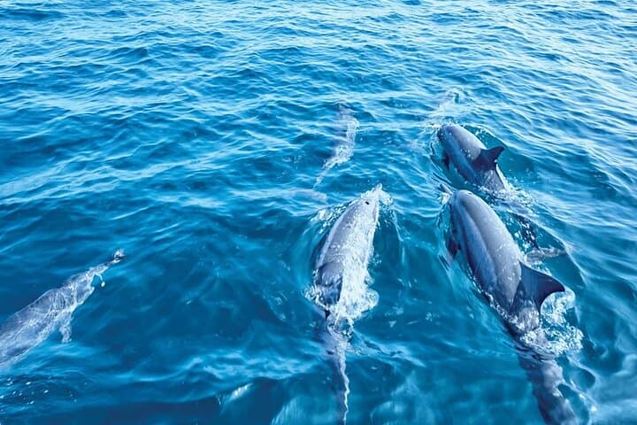 Dolphin Watching in Mallorca (Paguera)