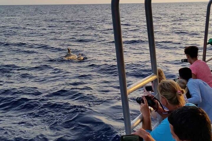 Dolphin Watching in Mallorca (Paguera)